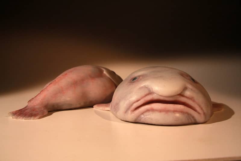 blobfish ikan blob teraneh terjelek di dunia
