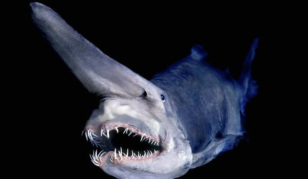 hiu ghoblin binatang paling menyeramkan di dunia