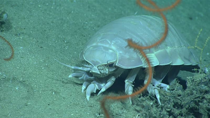 isopod laut hewan menyeramkan di dunia