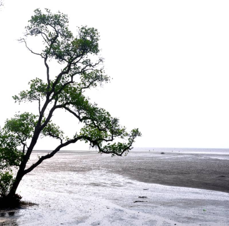 pantai tambak sari