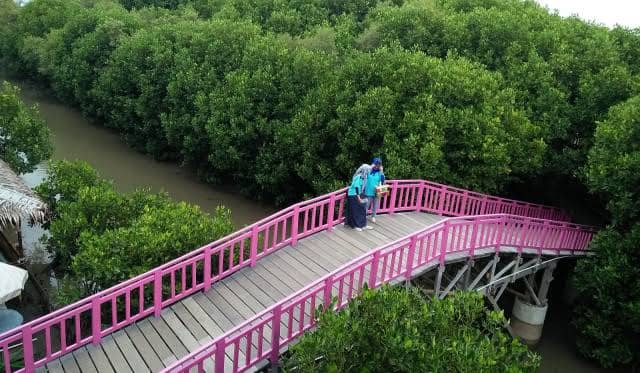 taman mangrove pandansari