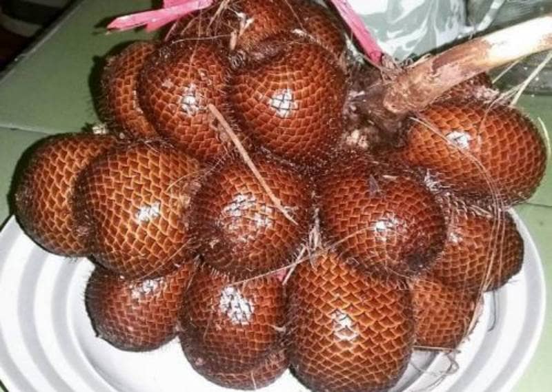 salak bongkok